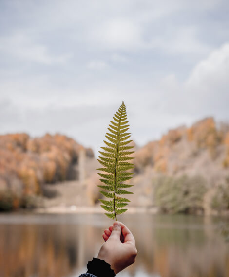 Startseite Leaf